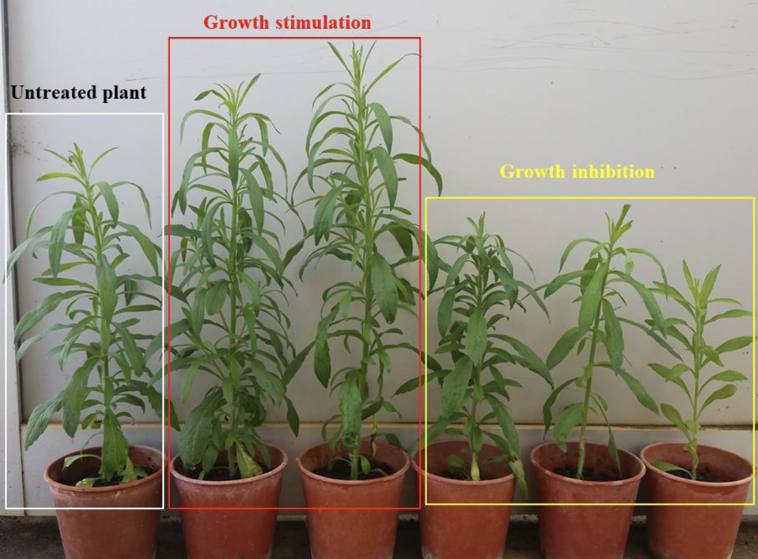 Low-dose herbicide applications can accelerate resistance