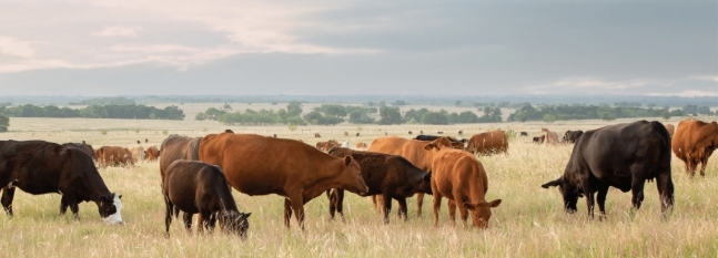 Ridley strengthens Tasmanian feed supply with Carrick mill