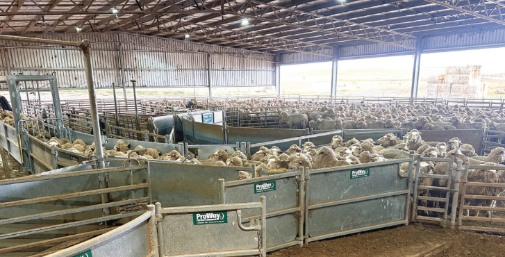 Test before you drench: how on-farm egg counts are changing worm control
